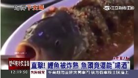陸死魚呼吸1200