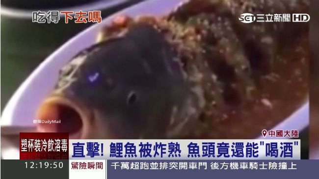 四川陰陽魚做法太殘忍　挨轟虐待動物