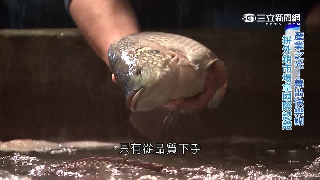 獲ASC認證　台灣鯛走出國際拼外銷