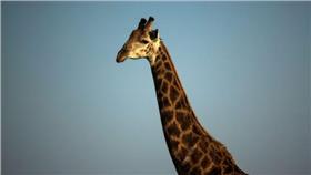 非洲盜獵受害名單將新增一個物種：長頸鹿
http://www.thestar.com/news/world/2016/02/22/congos-giraffes-being-hunted-into-extinction-for-their-meat.html