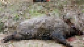 ▲圖／翻攝自朝日新聞中文編輯部臉書
https://www.facebook.com/asahichinese/photos/a.286126948202094.1073741827.286111591536963/563473157134137/?type=3&theater
