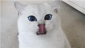 藍眼睛白貓(圖翻攝自cobythecat IG)