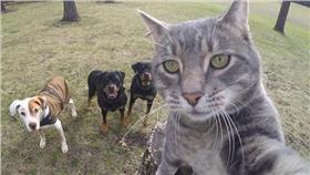 yoremahm,貓咪,https://www.instagram.com/yoremahm/