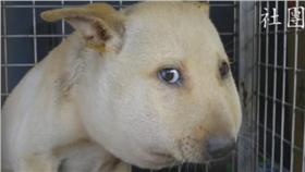 氣球狗,高雄市關懷流浪動物協會,
http://www.kcsaa.org.tw/Joomla_159/index.php?option=com_content&view=article&id=7276:20160125140&catid=590:20161&Itemid=1120