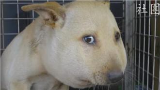 遭橡皮筋割斷氣管　「氣球狗」漸消腫