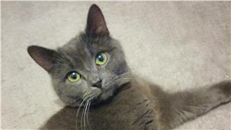 好暖！喵星人領養後學會自信撒嬌