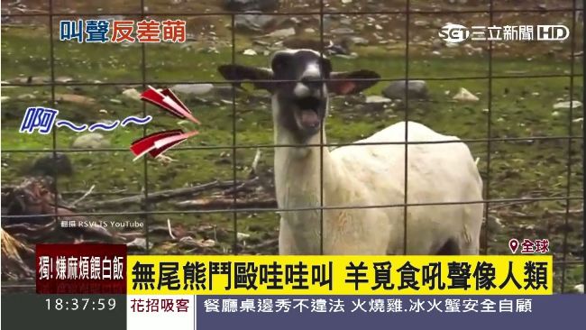 反差大！這些動物外表萌　嗓音超驚人