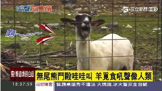 反差大！這些動物外表萌　嗓音超驚人