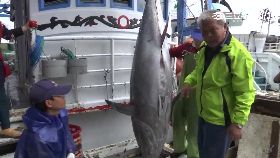 第一尾黑鮪1800