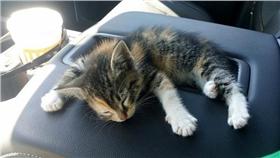 貓,matt-383,http://imgur.com/vjCbCY0