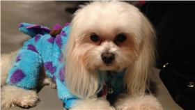 狗,情侶,劈腿,詐欺取財
圖／記者高靜瑤攝影