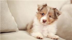 小狗,Shiner Solo,https://www.instagram.com/p/BAn6YHQgRf_/?taken-by=shiner_solo