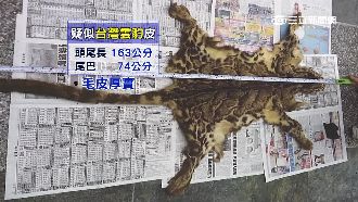 絕跡「台灣雲豹」 完整皮毛竟出現了
