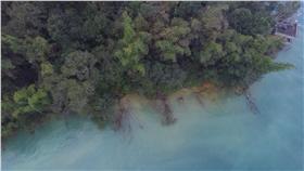 日月潭倒樹　圖／台灣護樹協會臉書
 
 