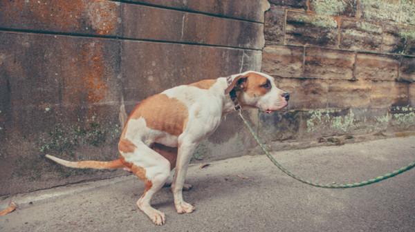 重大「屎」命　狗狗嗯嗯為助流浪動物