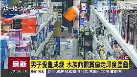 偷南印度星龜0900