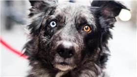 攝影師在紐約街拍特別的狗狗
https://www.instagram.com/thedogist/