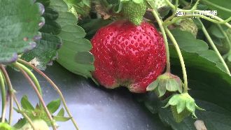 大湖草莓量產　頂級版8顆要750元