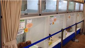 ▲圖／翻攝自寵物店「Chou Chou」臉書
https://www.facebook.com/chouchou2006/?fref=ts
