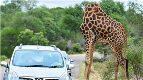 長頸鹿／翻攝自Arno Pietersen臉書