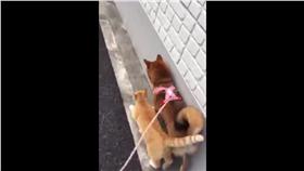 貓咪,狗狗,柴犬,散步,逼車,CP,影片(推特 https://twitter.com/nagawa_kyu21/status/702144999375278080)