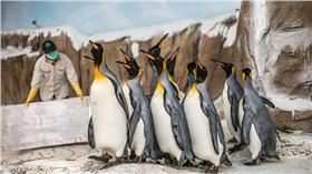 企鵝
台北市立動物園
官網