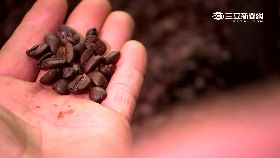 W咖啡能保肝1200