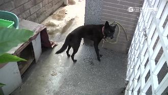 無言～狗狗貪吃誤事　讓小偷進門行竊