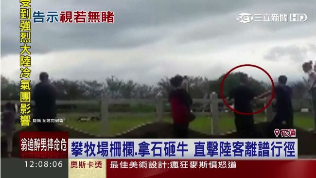 又是陸客？奧客拿石砸牛、違規跨柵欄