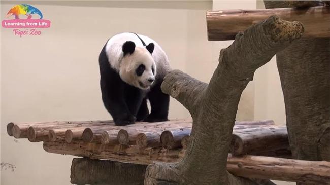 圓仔要當姊了？圓圓發情受孕好時機