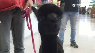 養貓狗不稀奇　他在東區街頭蹓草尼馬