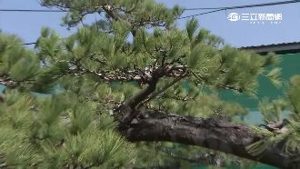 包辦松樹照護整型　修剪師日薪7千