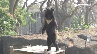 黑熊不是人扮的！波比雙腿站立萌翻天