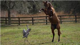 馬遇見突然造訪的野鳥　結果開始活潑共舞
https://www.facebook.com/vickie.smith.54540/posts/1102834873081575?pnref=story