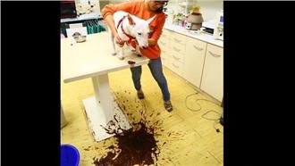 誤食巧克力吐滿地　狗狗送醫救回一命