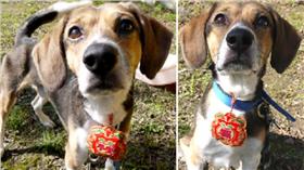 米格魯,狗,可愛,認養,主人 忠犬,動物,收容所（圖片來源：不想被遺忘-后里動物之家非官方粉絲團https://www.facebook.com/holilovedogandcat/）