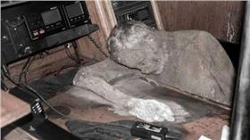 木乃伊,英國鏡報,http://www.mirror.co.uk/news/uk-news/mummified-german-sailors-daughter-fly-7473668