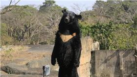 黑熊、波比／中央社提供