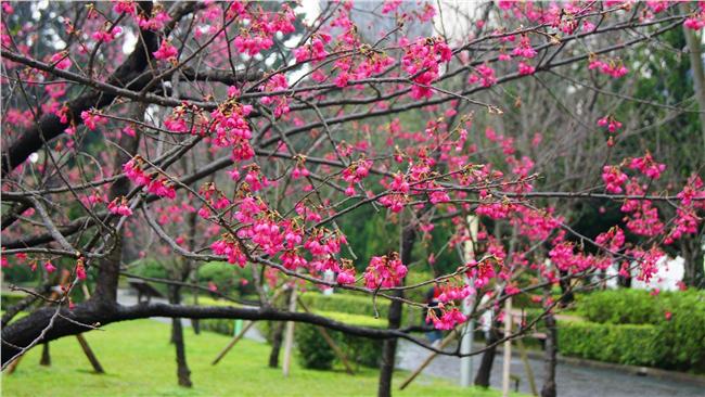 想學日本人樹下賞櫻　這些小物不可少