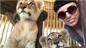 幼獅
保護區
南非
翻攝https://www.thedodo.com/heres-why-you-should-never-handle-lion-cubs-1634885001.html