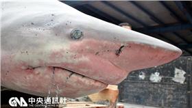 鯊魚／中央社記者盧太城台東攝