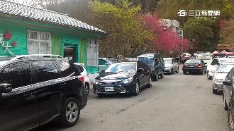 電廠賞櫻限徒步　員工開車遭控耍特權