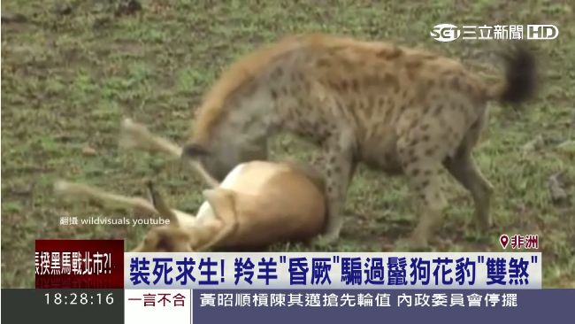 求生出奇招！羚羊昏厥騙過鬣狗、花豹