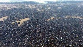 甲蟲,阿根廷／翻攝自Daily Mail