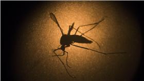 Google觀察茲卡病毒（Zika virus）病媒蚊（圖／美聯社／達志影像）