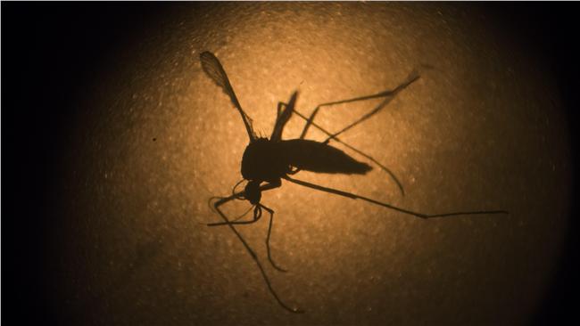 茲卡危機加劇　世衛：因重大政策失效