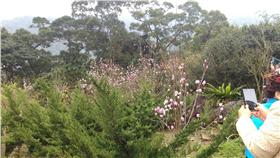 淡水天元宮附近道路實施交管（翻攝畫面）