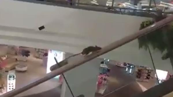 超猛腳力！老鼠逆向狂奔攻頂手扶梯