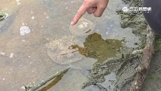 不肖業者假洗魚池　倒酸廢液毒染溼地