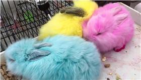 彩虹兔,Middle East Animal Foundation,https://www.facebook.com/MiddleEastAnimalFoundation/photos/a.669512083105376.1073741828.669366273119957/1059852170738030/?type=3